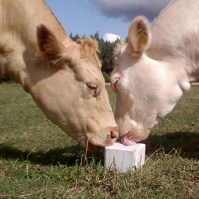 ODM อุปกรณ์รั้วความแข็งแรงสูงโภชนาการ Cow Lick Block