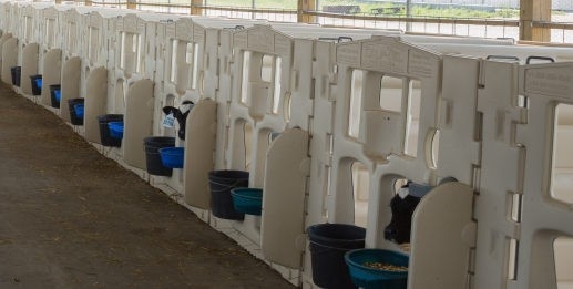สีขาว LLDPE เป็นตัวเลือกที่เหมาะสมสําหรับการเลี้ยงลูกวัวที่ปลอดภัยและสบาย