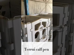 ให้ ลูก วัว อบอุ่น และ เคลื่อนไหว