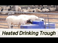 เครื่องดื่มวัวขนาดใหญ่ ขนาด 260 ลิตร และความสูงในการดื่ม 190 มม.